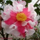 Frank Houser Variegated
